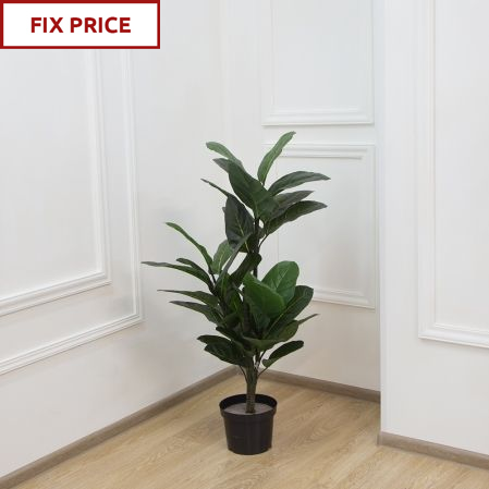120/К/436(А)(Fix) Фикус Эластика h120см