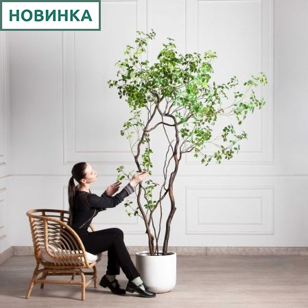 220/ВИТ/АСС/534(Пр)(F) Шеффлера искусственная Компакта  h220см
