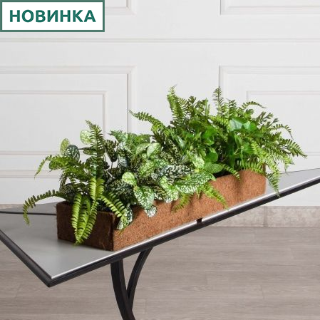 КН377/ЭК(F) Композиция искусственная зеленый микс с Аукубой (латекс) в кокосовом боксе 75х20х10см