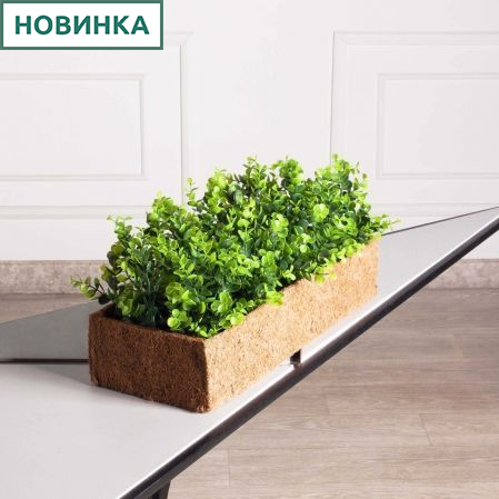 БН009ЭК(Пр)(F) Самшит искусственный Эвкалипт в кокосовом боксе 50х20х10см