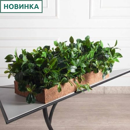 К494-5/2(з)(F) Композиция искусственная с шеффлерой в кокосовом боксе 81х32х10см