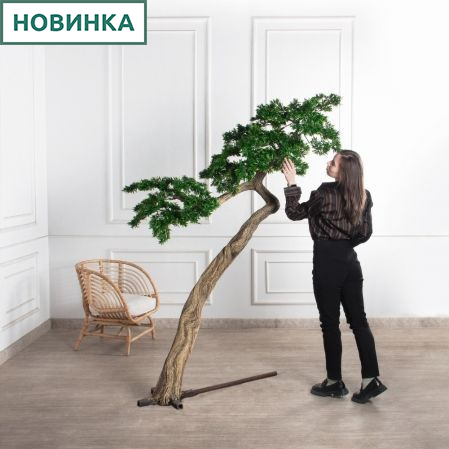 210МЕТ/АСС/241(з)(F) Подокарпус интерьерный h180 d150см