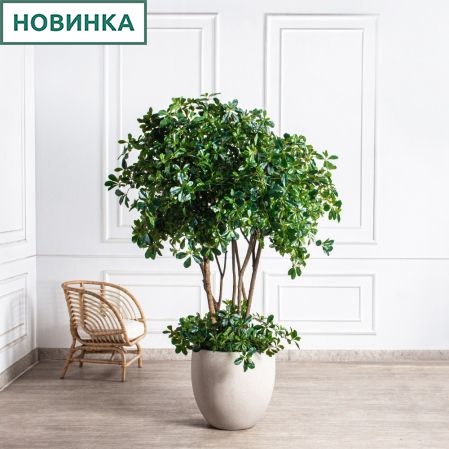 180/РН/84(з)(УУ)(Пр)(F) Шеффлера искусственная h180см,с подкустником 180/РН/84(з)(УУ)(Пр)(F) Шеффлера искусственная h180см,с подкустником