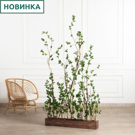 К555(Пр)(F) Композиция из молодых побегов пристенная на основании