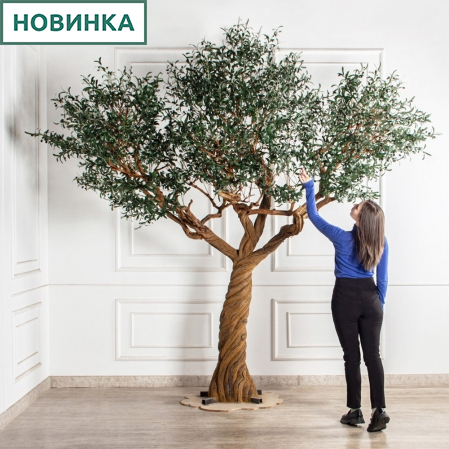 310Гбст/разб/АСС/Д3х4/465(з)(F) Олива интерьерная разборная  h310см на витом стволе