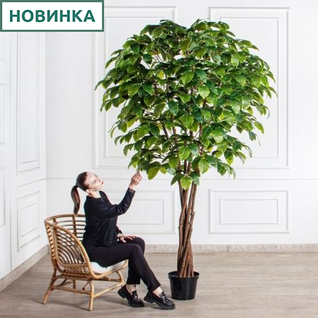 250/РН/537(з)(F) Липа искусственная h250см в кашпо (латекс) 250/РН/537(з)(F) Липа искусственная h250см в кашпо (латекс)