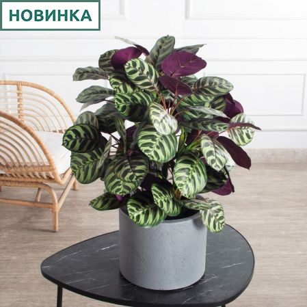 070/К/206(Пр)(F) Калатея искусственная h70см, зелено-фиолетовая