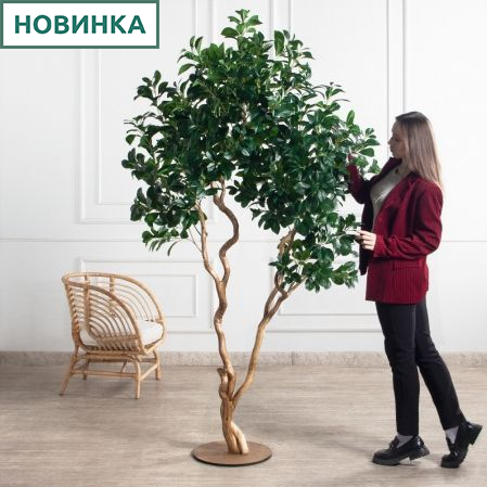 230/ВИТ/208(Пр)(F) Рускус искусственный h230см на основании, латекс 230/ВИТ/208(Пр)(F) Рускус искусственный h230см на основании, латекс