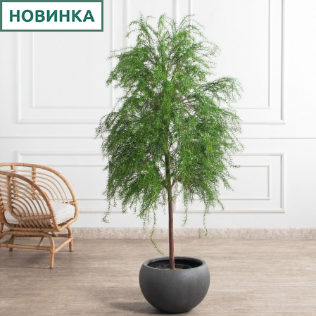 180/РН/648(Пр)(F) Криптомерия искусственная h180см