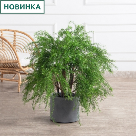 090/РН/648(Пр)(F) Криптомерия искусственная h90см