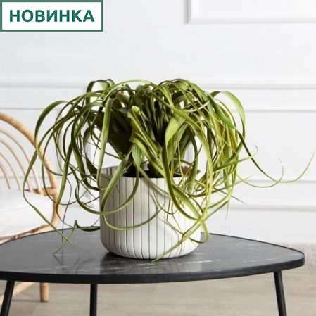 К571(з)(F) Композиция искусственная с тилландсией в кашпо К571(з)(F) Композиция искусственная с тилландсией в кашпо