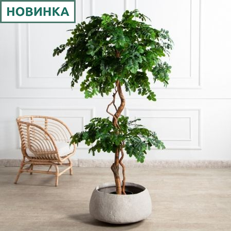 180/2К/ВИТ/702(Пр)(F) Софора японская искуственная h180см,(латекс)