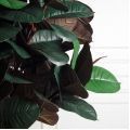 170/ШК/186(F) Фикус Эластика Робуста искусственный в интерьерном кашпо h170см (латекс)