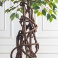 180/ПЛ/34(Пр) (F) Фикус искусственный h180см (латекс)