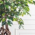 180/ПЛ/34(Пр) (F) Фикус искусственный h180см (латекс)