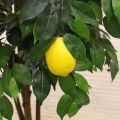 180/РПК/20М Дерево искусственное плодовое Лимон, h180см