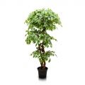 180/Я3/ОС/34 Фикус искусственный h180см (латекс)