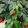 100/38 Дерево плодовое Яблоня-мини h100см(красная)