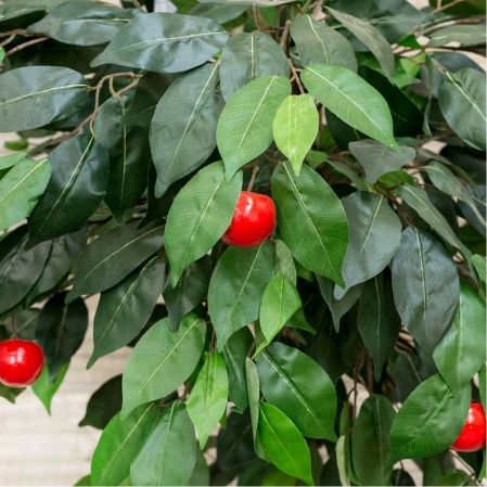 100/38 Дерево плодовое Яблоня-мини h100см(красная)