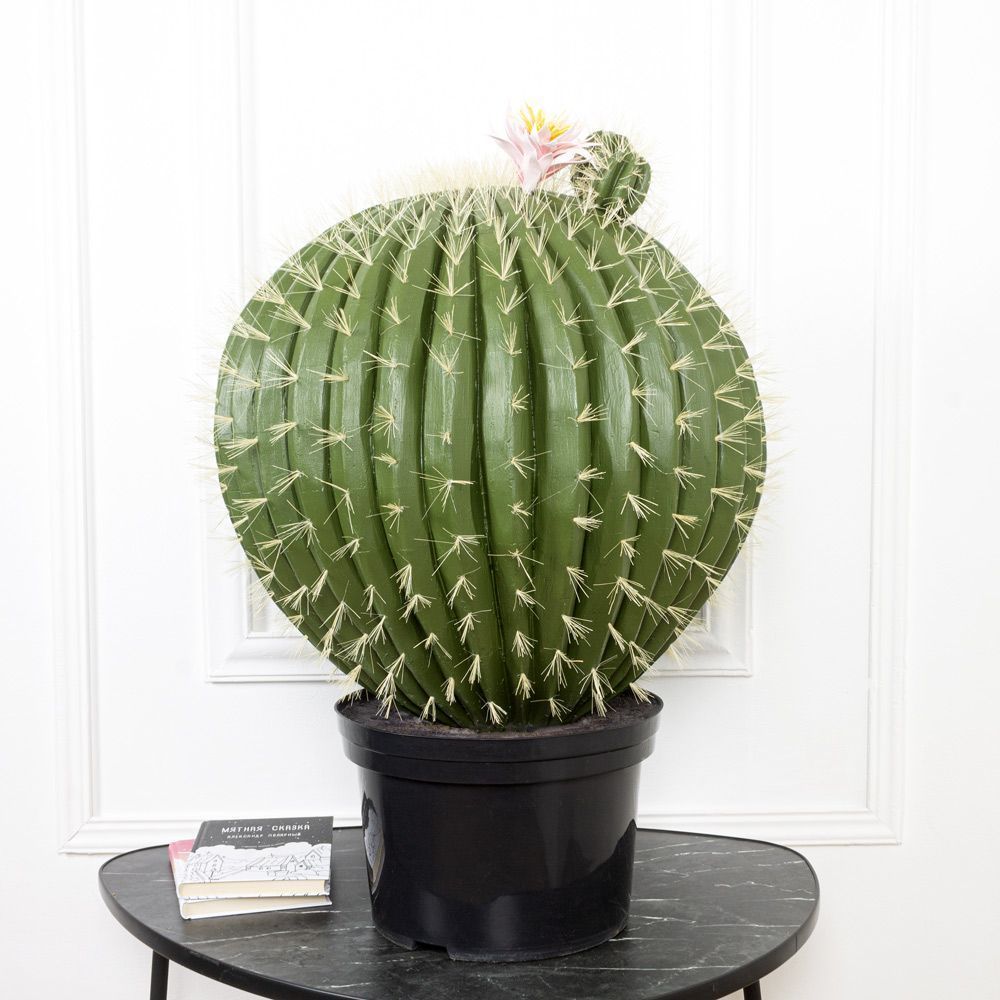 кактус 7. нотокактус ленингхауза. кактус леруа мерлен. кактус эхинокактус грузони d25/27. кактус цереус в горшке.