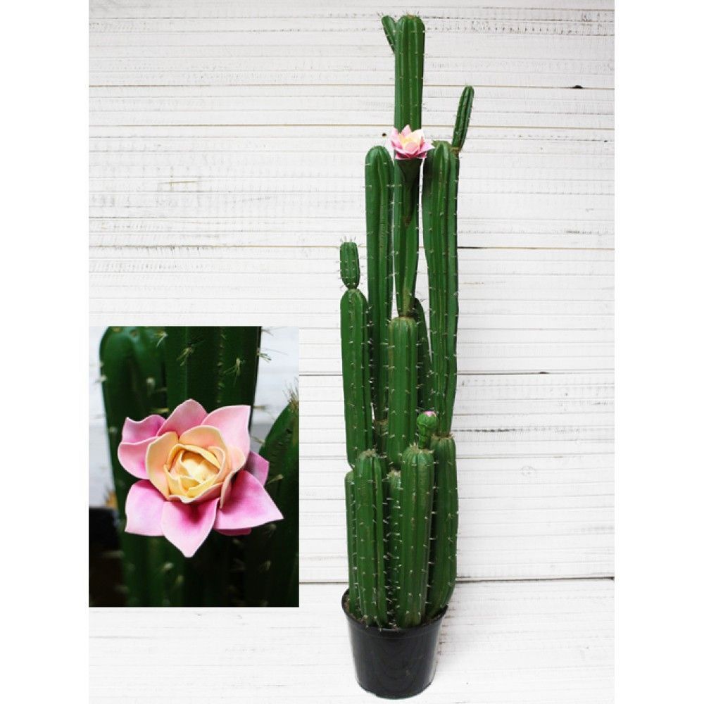 маммиллярия белошерстная. борнакактус 9 фото. клейстокактус штрауса (cleistocactus strausii). кактус 9. кактус карнегия домашняя.