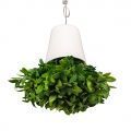 СП04-1 Sky Planter Черничник h-12 в кашпо (11*10)