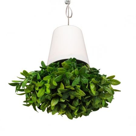 СП04-1 Sky Planter Черничник h-12 в кашпо (11*10)