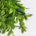 СП04-1(F) Sky Planter Черничник искусственный h12 в кашпо (11*10см)