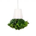 СП04-1 Sky Planter Черничник h-12 в кашпо (11*10)