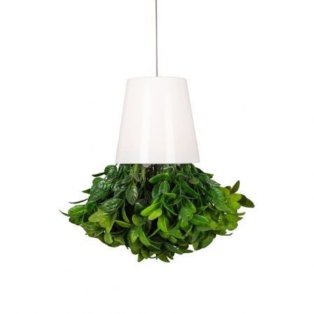 СП04-1 Sky Planter Черничник h-12 в кашпо (11*10)