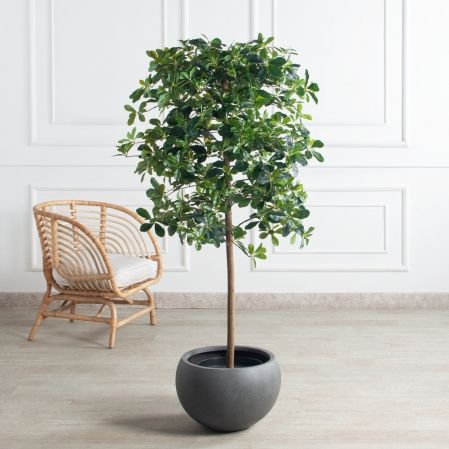 150/84(F) Шеффлера искусственная(латекс) h150см 150/84(F) Шеффлера искусственная(латекс) h150см