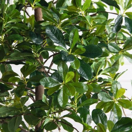 150/84(F) Шеффлера искусственная(латекс) h150см 150/84(F) Шеффлера искусственная(латекс) h150см