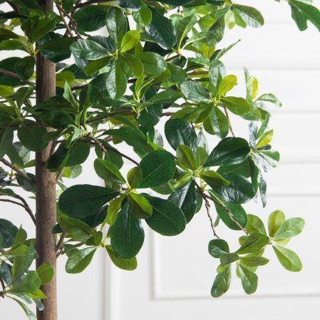 150/84(F) Шеффлера искусственная(латекс) h150см 150/84(F) Шеффлера искусственная(латекс) h150см