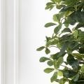 150/84 Шеффлера искусственная(латекс) h150см