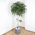 210/РН/12М Береза искусственная, h210см,d100,12,3кг