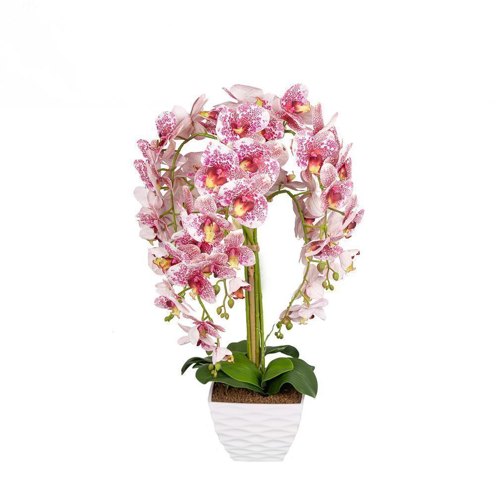 Доставка орхидей по россии. Horling Vicky Орхидея. Орхидея gc88l001. Орхидея h 613001. Орхидея 1wk 39 Ural.