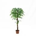 150/УК/34(з) Фикус искусственный h150см(латекс)