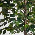 180/РУ/34(Пр)(F) Фикус искусственный разноуровневый h180см, латекс