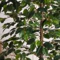 180/РУ/34(Пр)(F) Фикус искусственный разноуровневый h180см, латекс