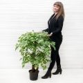 БЛ100/ОС/23М Фикус Бенджамина искусственный h100см (латекс)