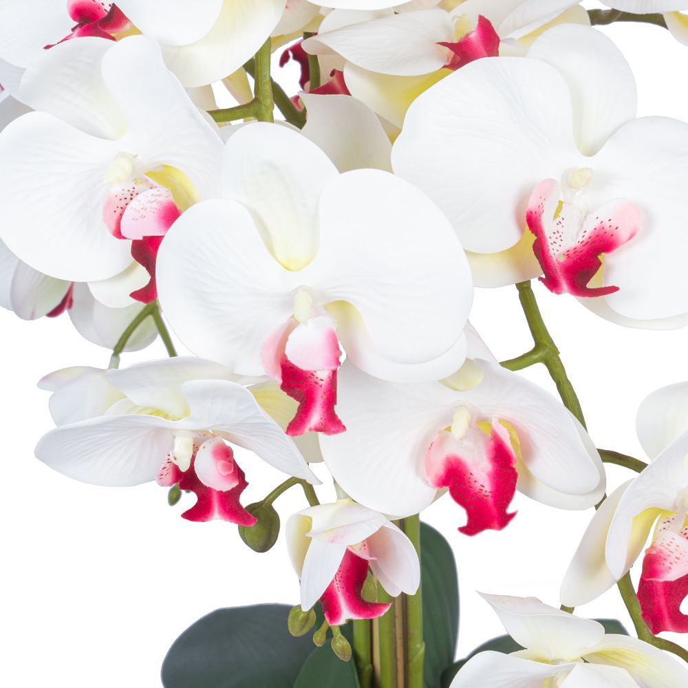 Доставка орхидей по россии. Фаленопсис 5004. Фаленопсис van Geel. Орхидея gc88l001.