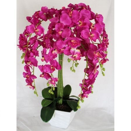 Экзотические орхидеи купить букет цветов пионы москва