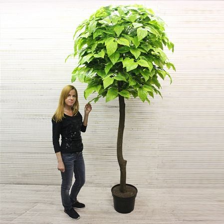 240/189 Катальпа искусственное дерево h240см