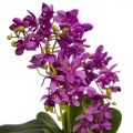 ЦС35/33-3 Орхидея (фиолетовая) h26см в интерьерном кашпо d15см