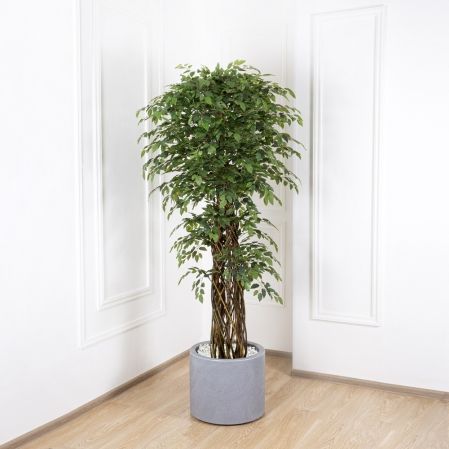 200/ССТ/ПЛ/ВП/34 Фикус h200см(латекс)