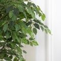 180/Р/34 Фикус искусственный(латекс) h180см