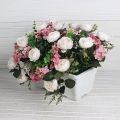 Ц441-3 Французский балкон Роза пионовидная искусственная в балконном кашпо, кремов.