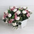 Ц441-3 Французский балкон Роза пионовидная искусственная в балконном кашпо, кремов.