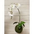 ККД55/216 Кокедама d15см "Орхидея"белая(латекс)