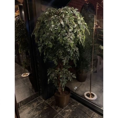 180/ОС/ССТ/34(Пр)(F) Фикус искусственный h180см (латекс)